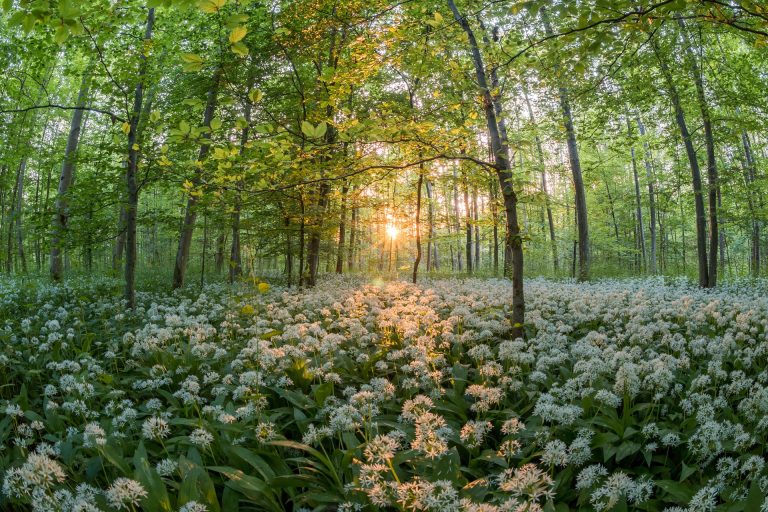 nature sophrologue naturopathe