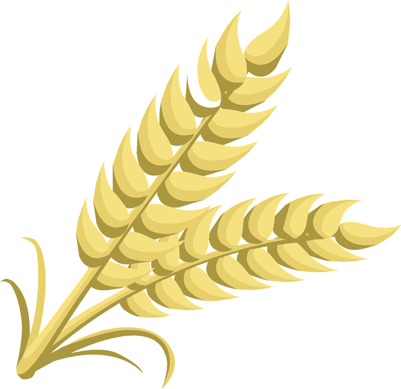 wheat-576264_1280 wheat-576264_1280