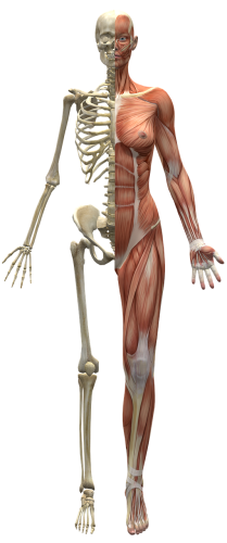 muscles-2277447_1280